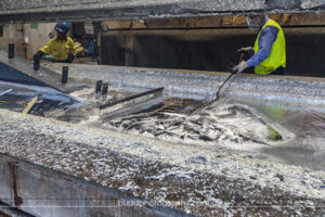 ©Roslyn Budd - www.buddphotography.com.au