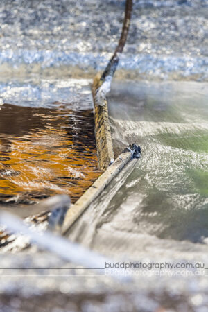 ©Roslyn Budd - www.buddphotography.com.au